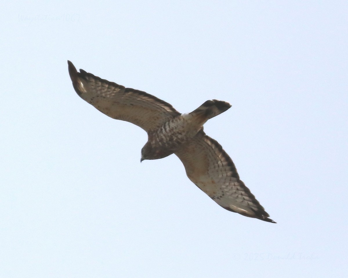 Broad-winged Hawk - ML641097393
