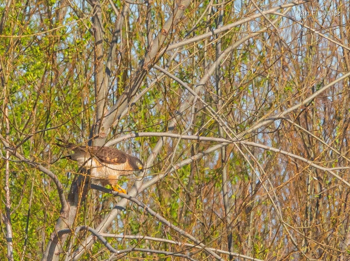 Roadside Hawk - ML641097395