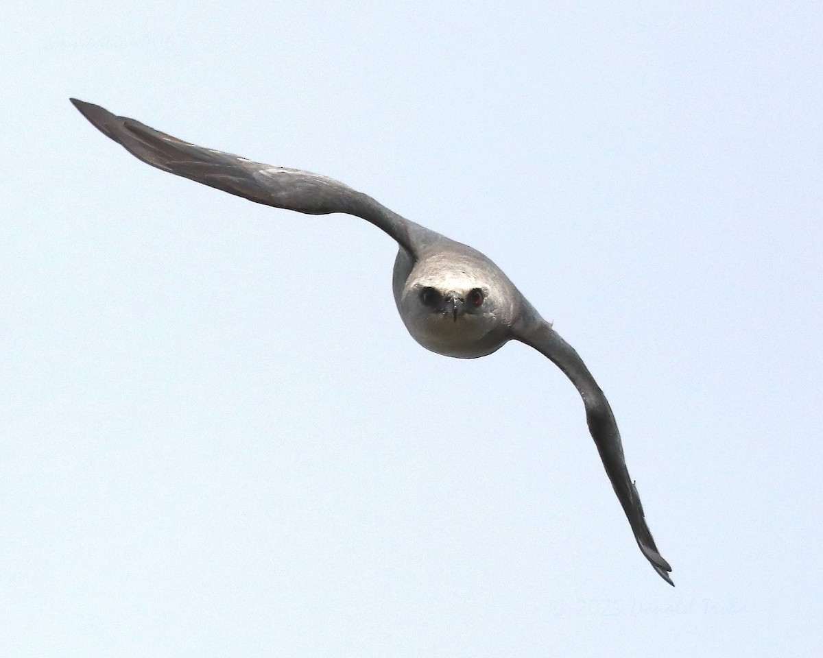 Mississippi Kite - ML641097396