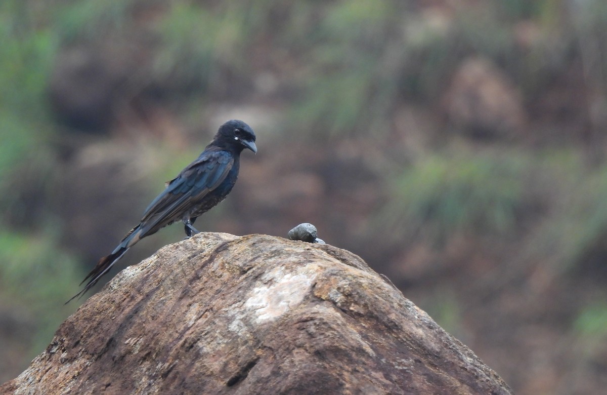 Black Drongo - ML641097398