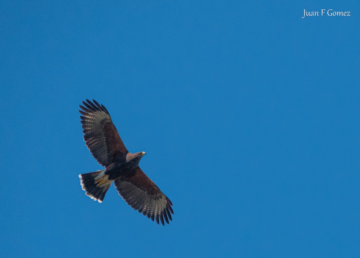 Harris's Hawk - ML641097400