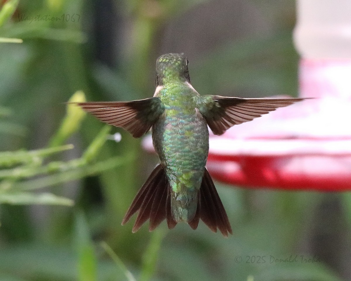 Ruby-throated Hummingbird - ML641097402