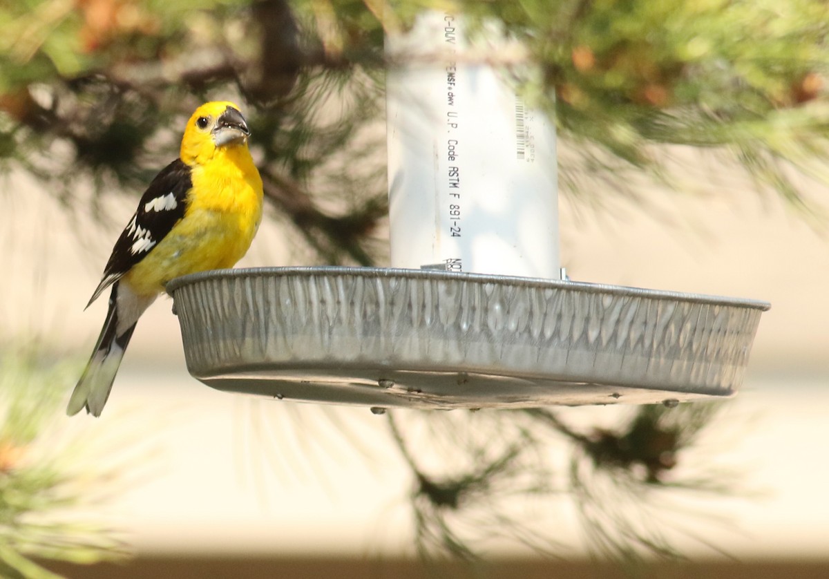 Yellow Grosbeak - ML641097417