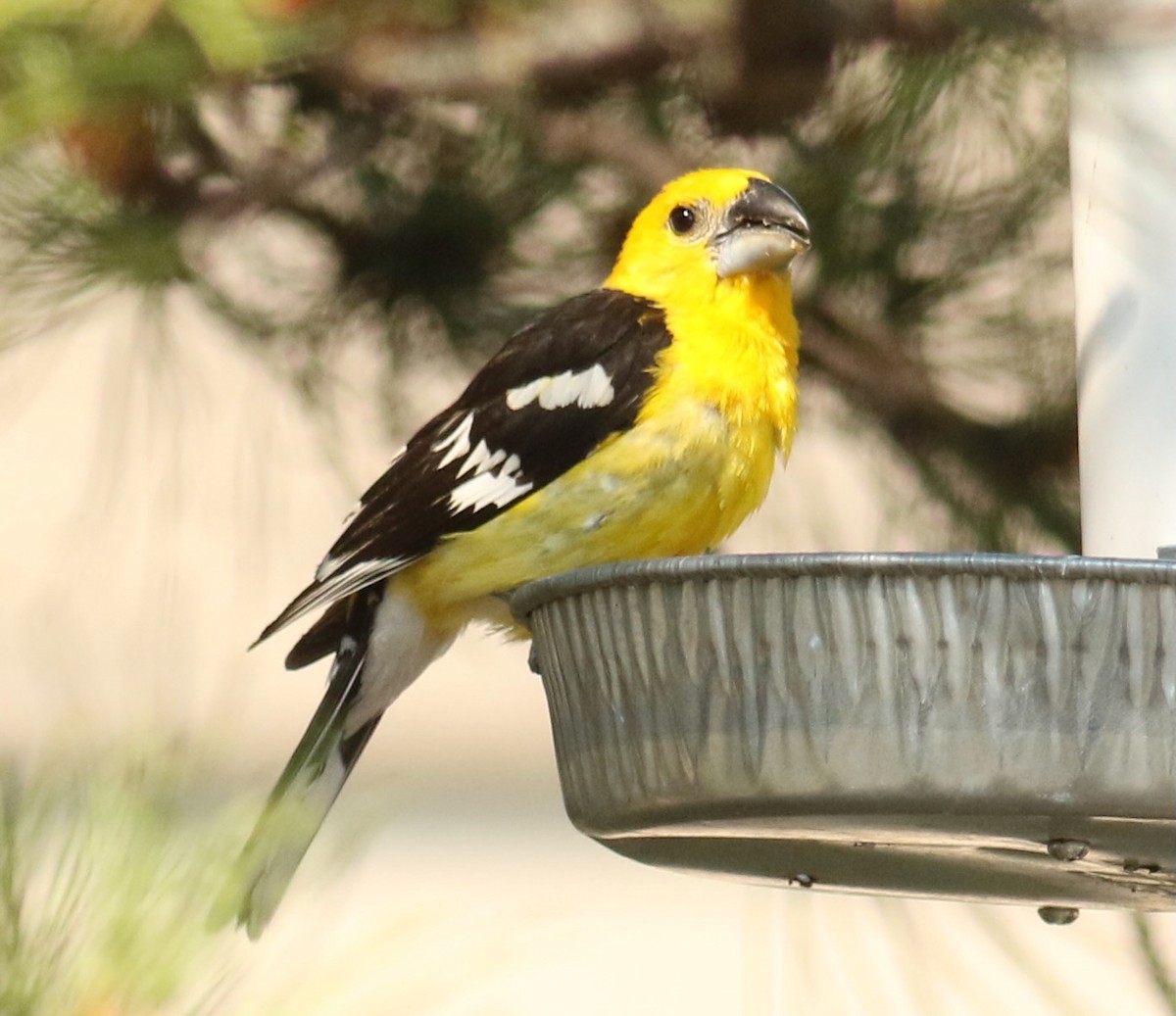 Yellow Grosbeak - ML641097418