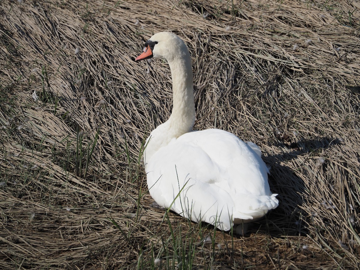 Höckerschwan - ML641097419
