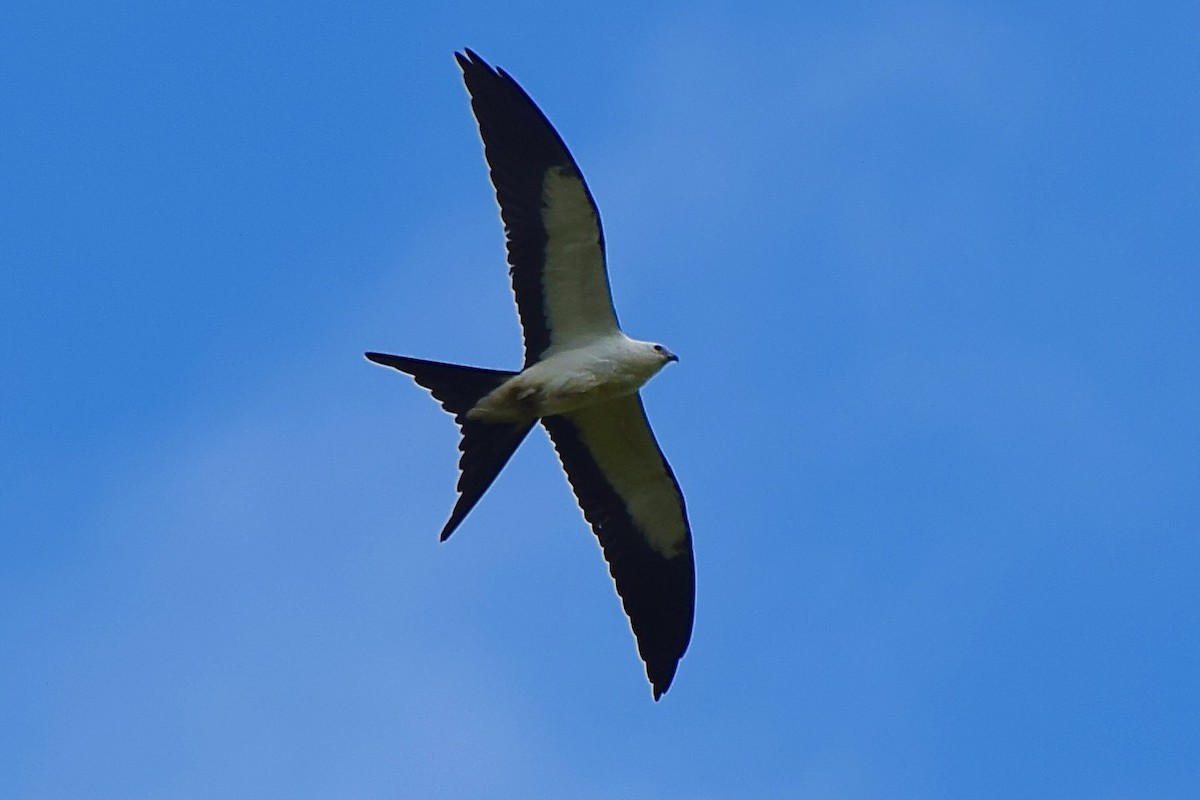 Swallow-tailed Kite - ML641097421