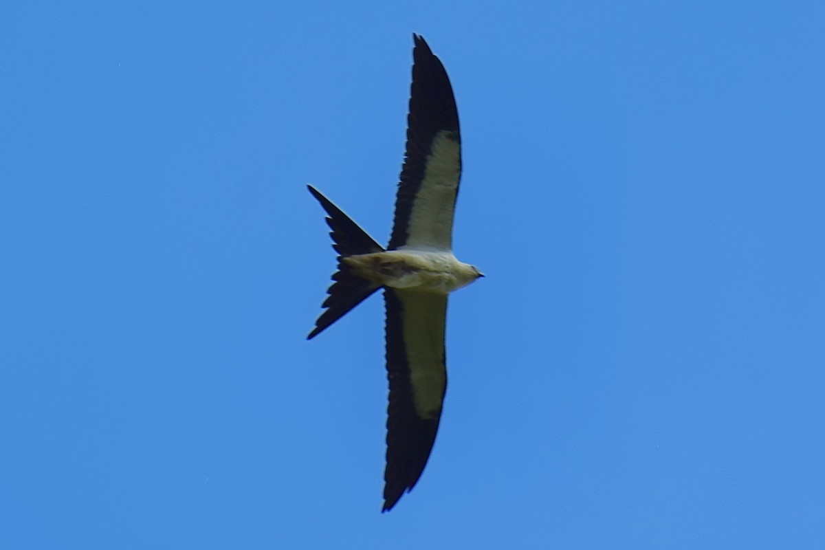Swallow-tailed Kite - ML641097422
