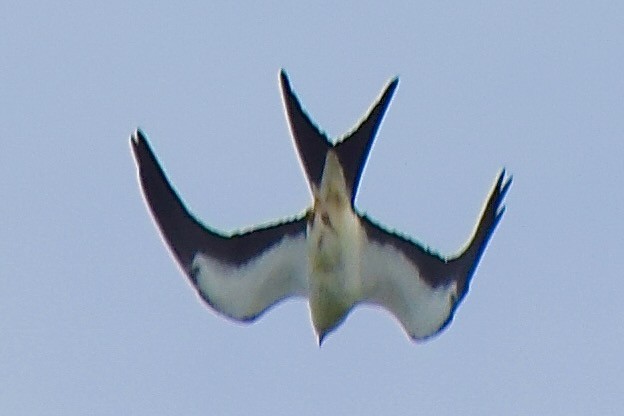 Swallow-tailed Kite - ML641097425