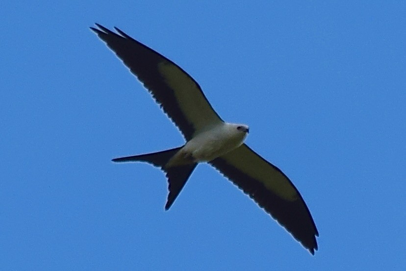 Swallow-tailed Kite - ML641097426