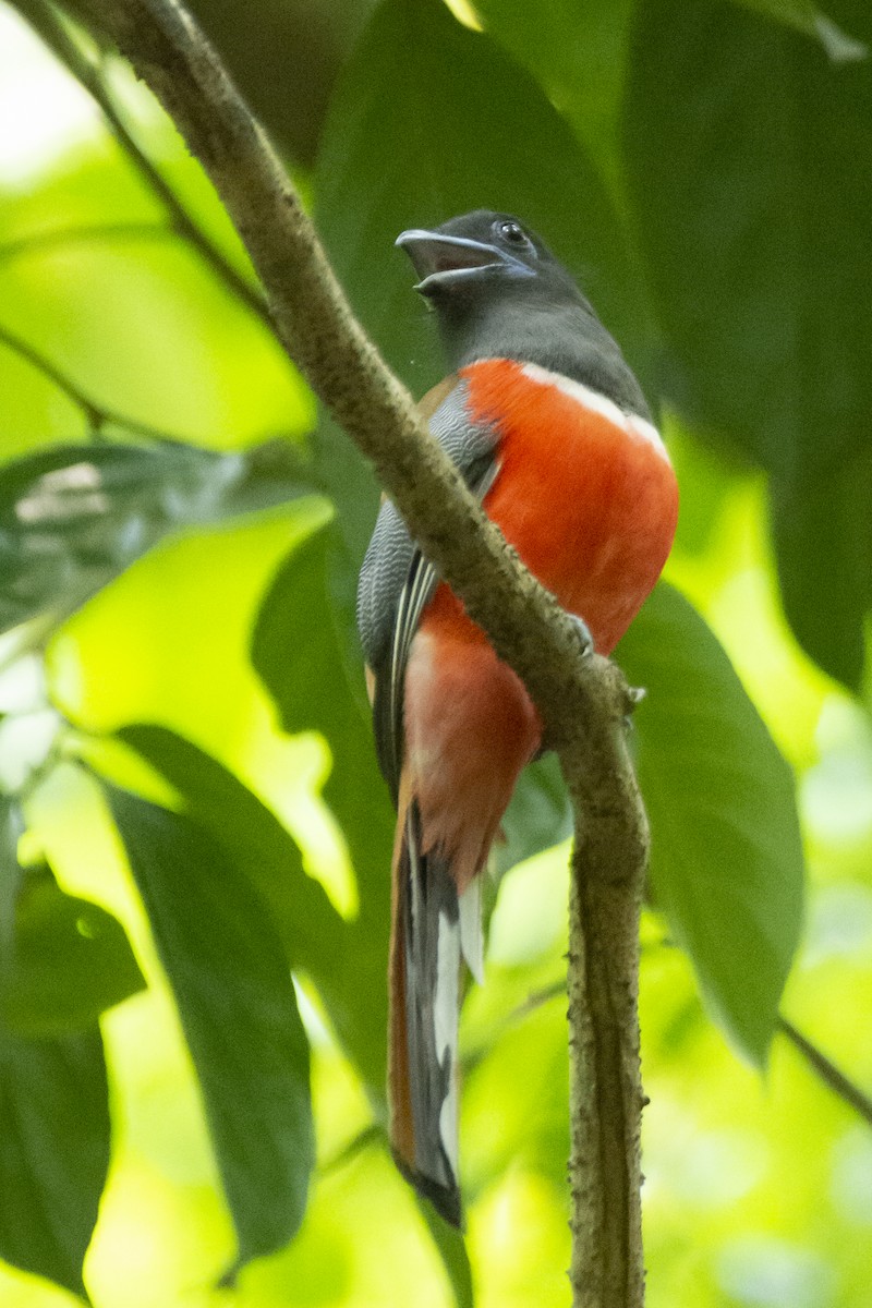 Trogon de Malabar - ML641097436