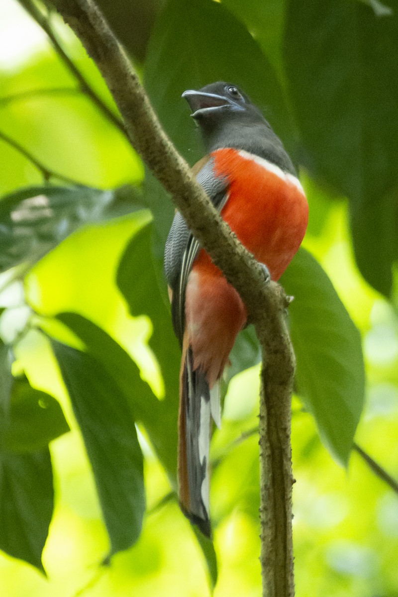 Trogon de Malabar - ML641097437