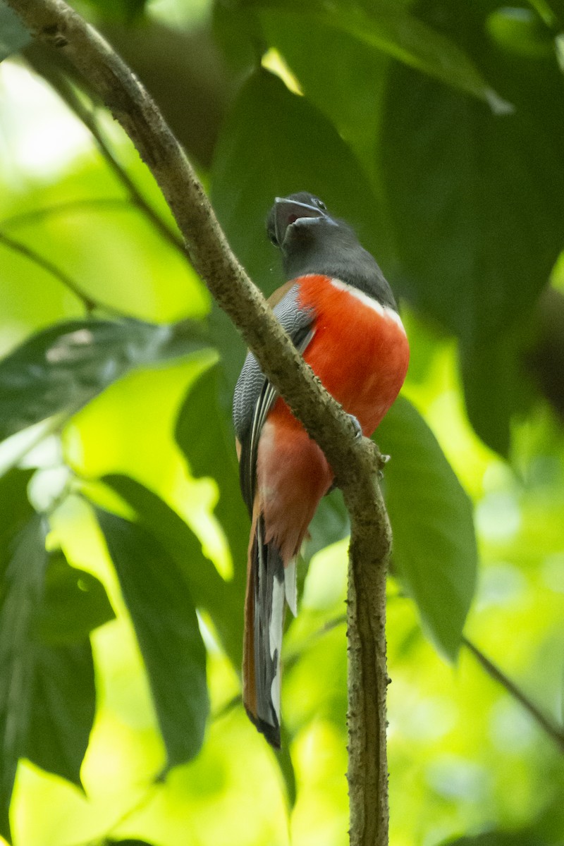 Trogon de Malabar - ML641097438
