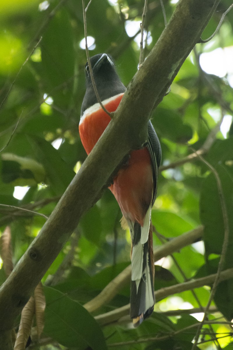 Trogon de Malabar - ML641097439