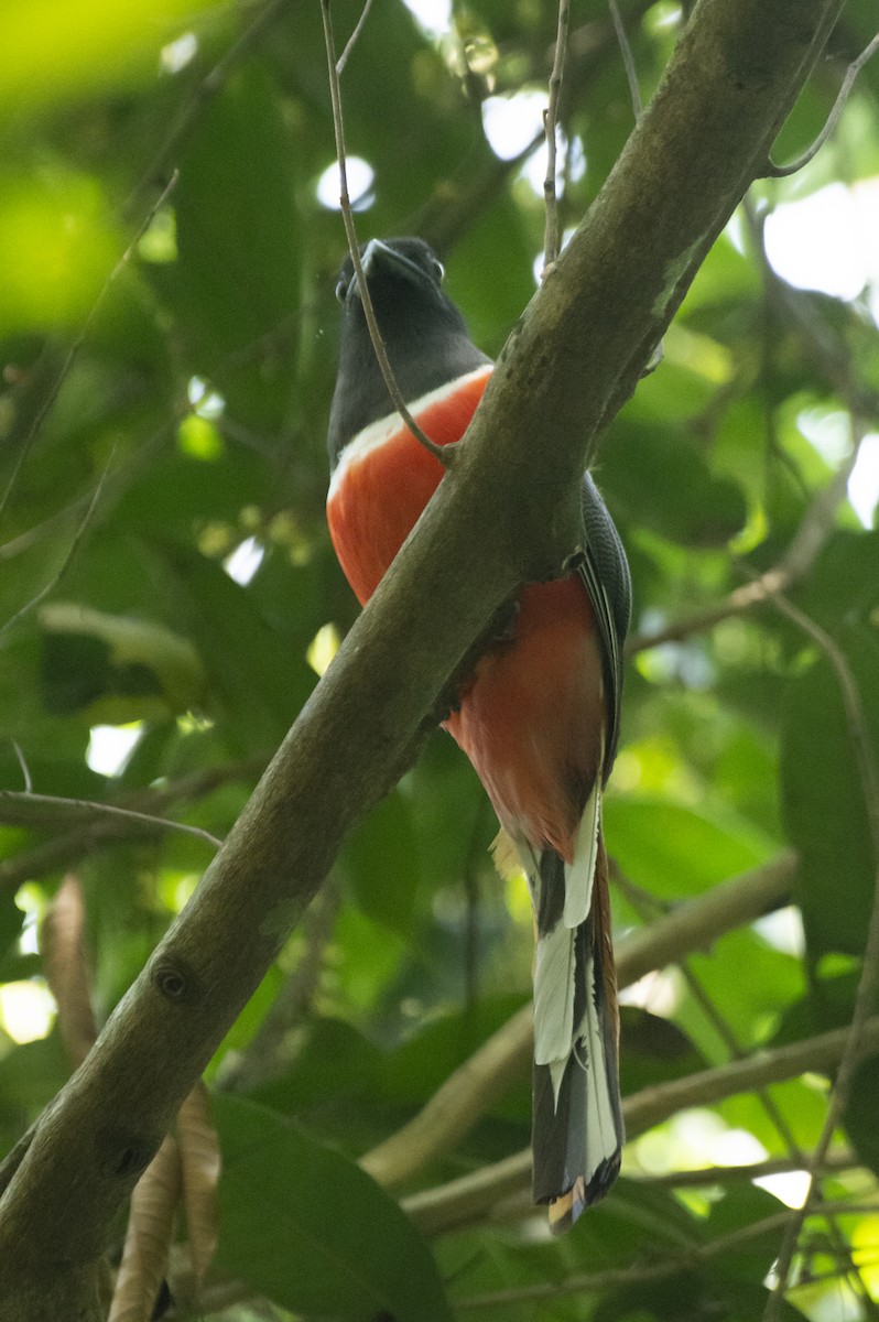 Trogon de Malabar - ML641097440