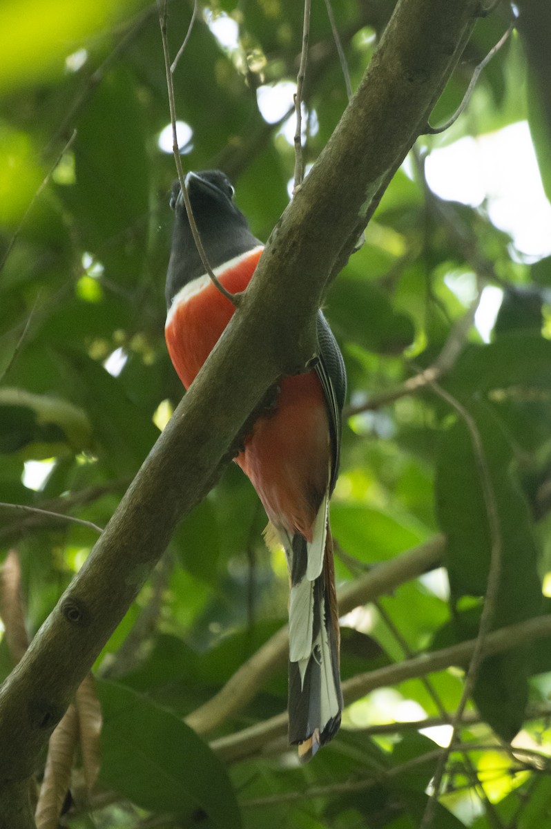 Trogon de Malabar - ML641097441