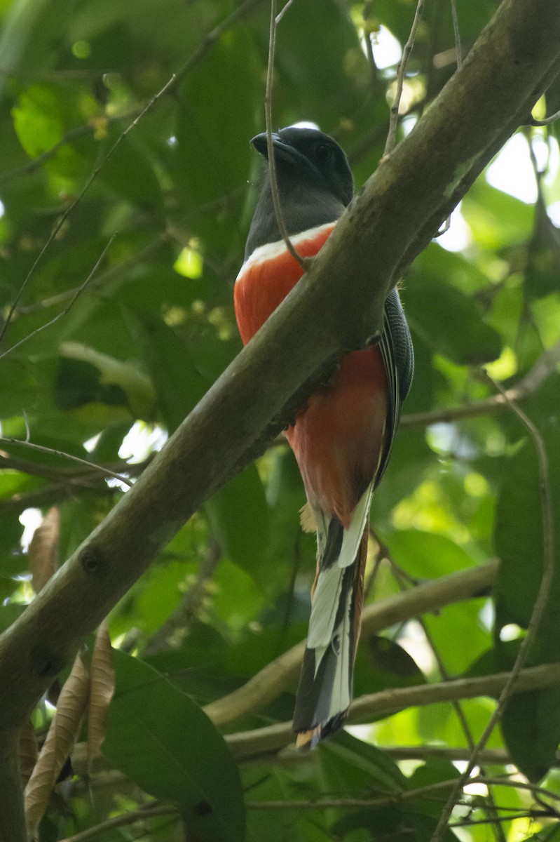 Trogon de Malabar - ML641097442