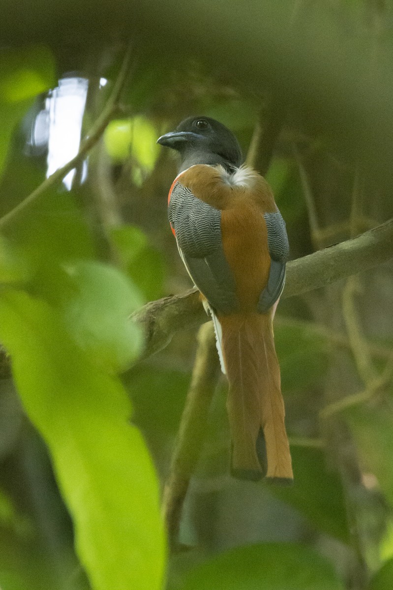 Trogon de Malabar - ML641097443