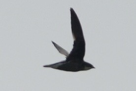 White-throated Needletail - ML641097453