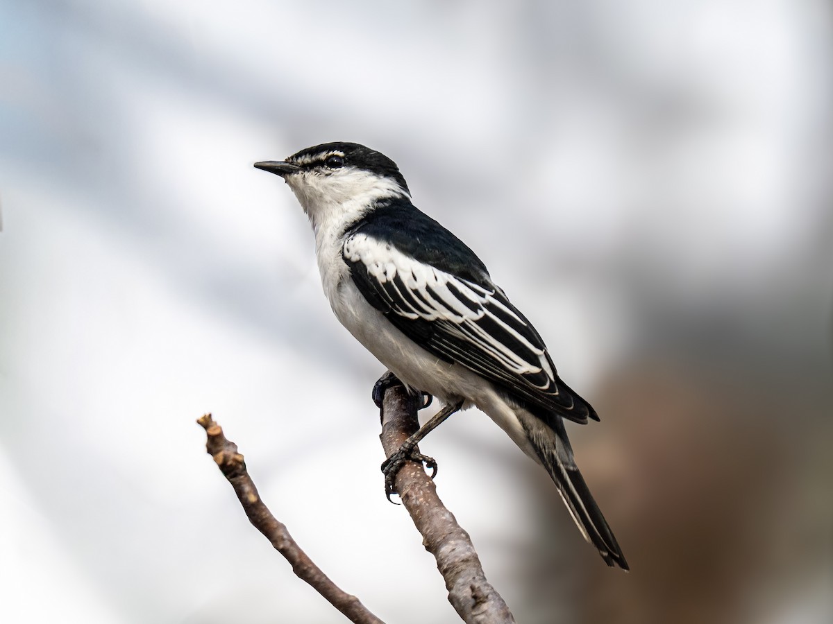 White-shouldered Triller - ML641097458
