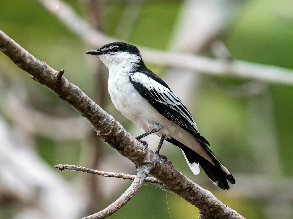 White-shouldered Triller - ML641097459