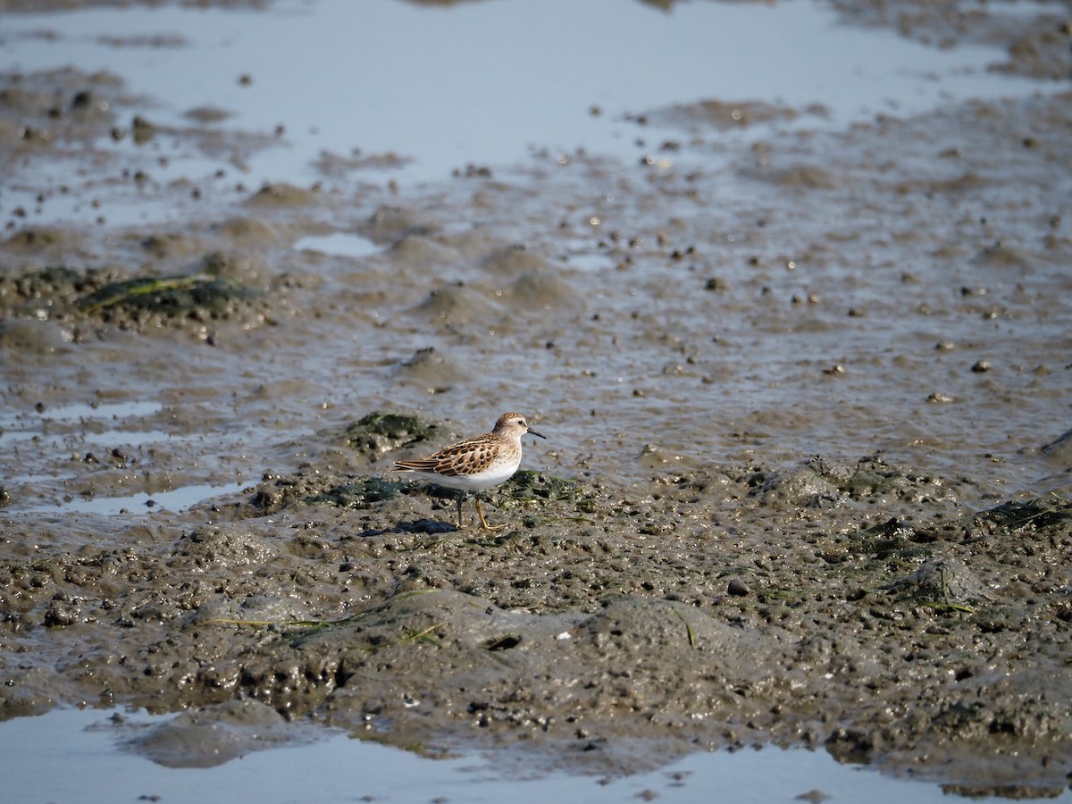 Least Sandpiper - ML641097530