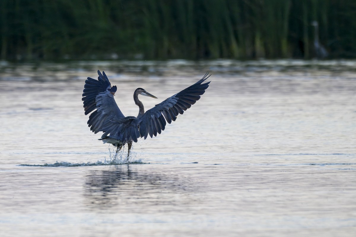 Great Blue Heron - ML641097604