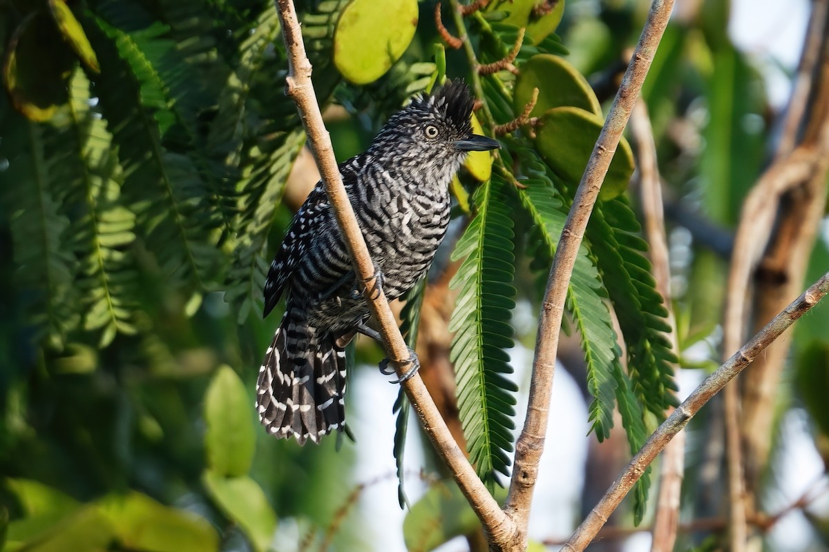 Barred Antshrike - ML641097607