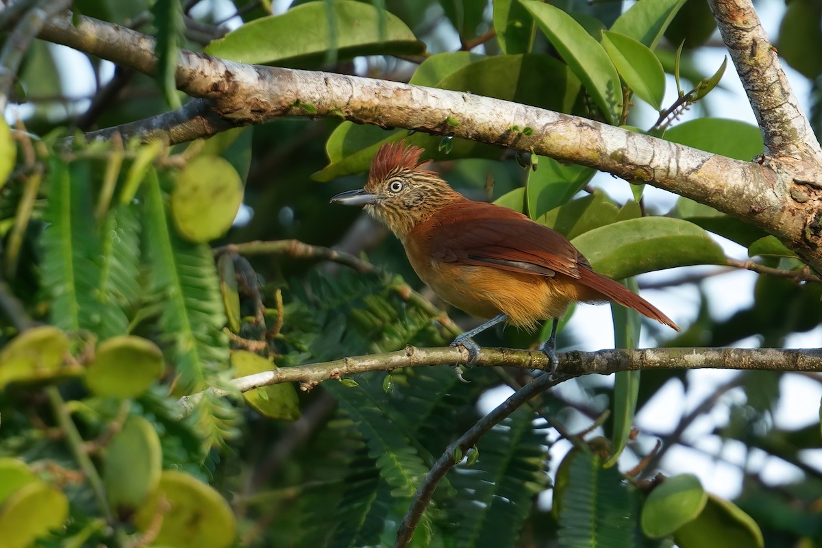 Barred Antshrike - ML641097614