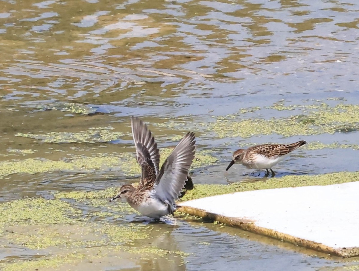 Least Sandpiper - ML641097668