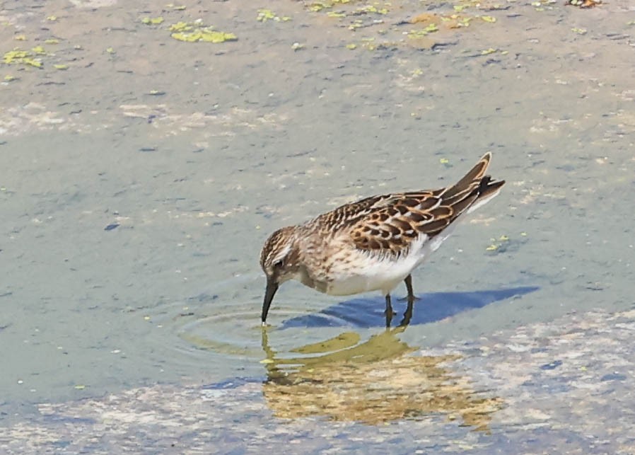 Least Sandpiper - ML641097690