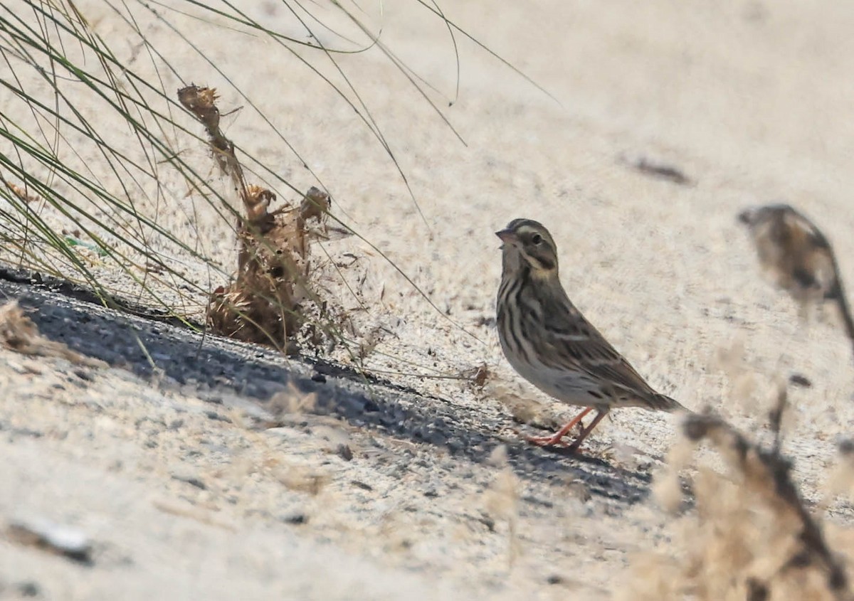 Savannah Sparrow - ML641097691