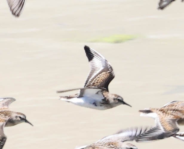 Least Sandpiper - ML641097709