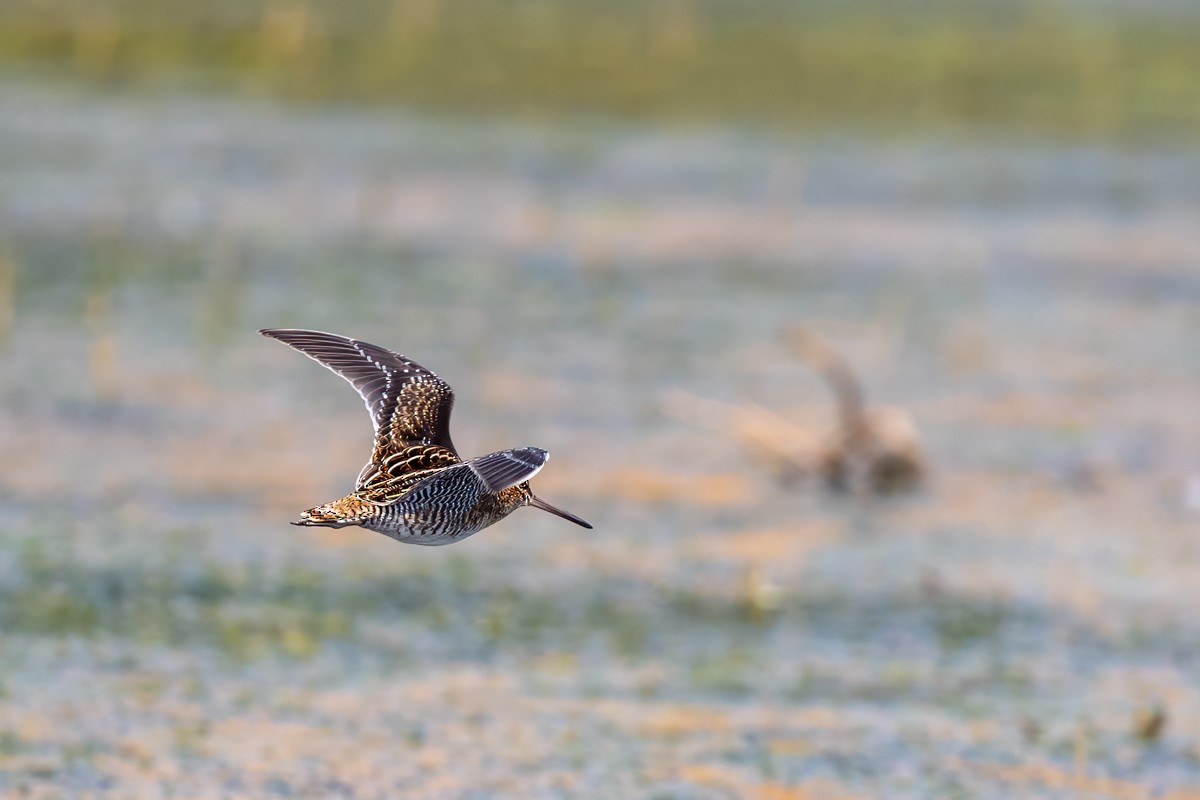 Wilson's Snipe - ML641097735