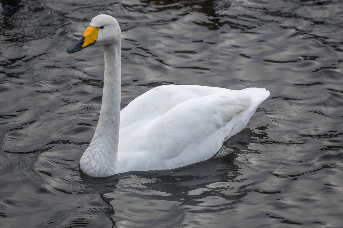 Whooper Swan - ML641097736