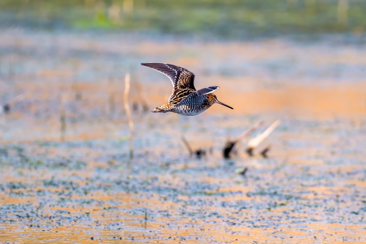Wilson's Snipe - ML641097765