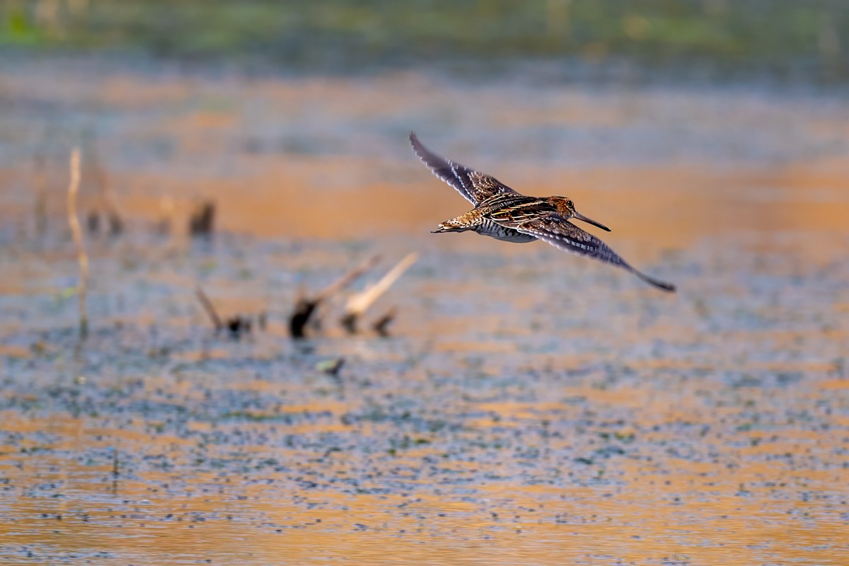 Wilson's Snipe - ML641097767