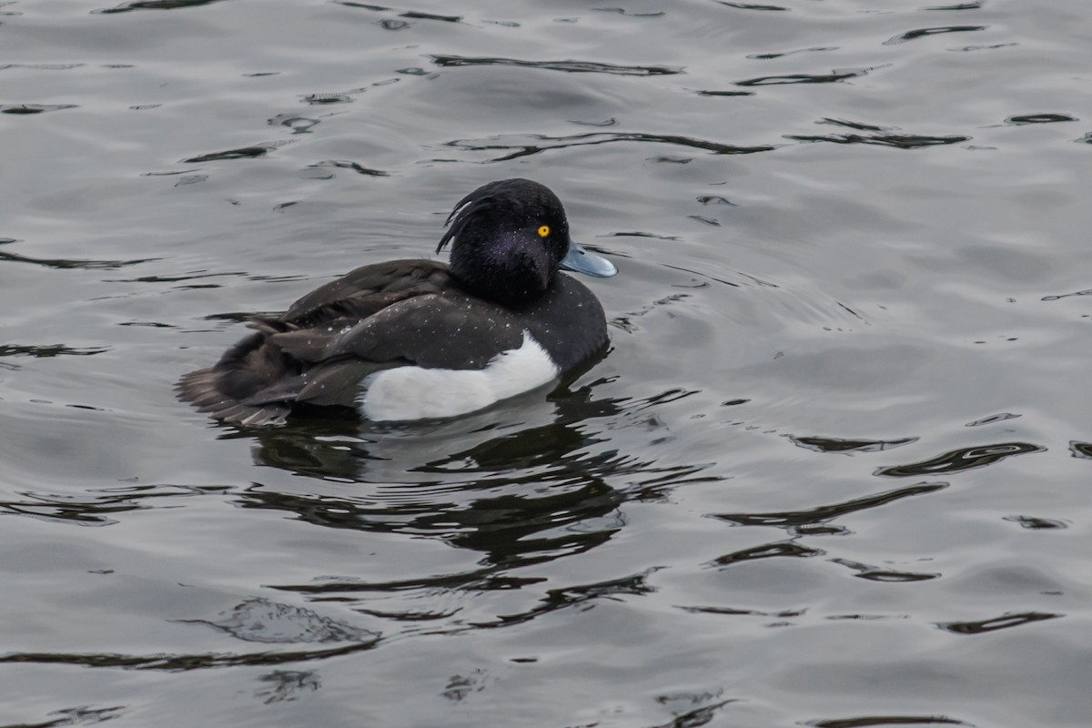 Tufted Duck - ML641097790