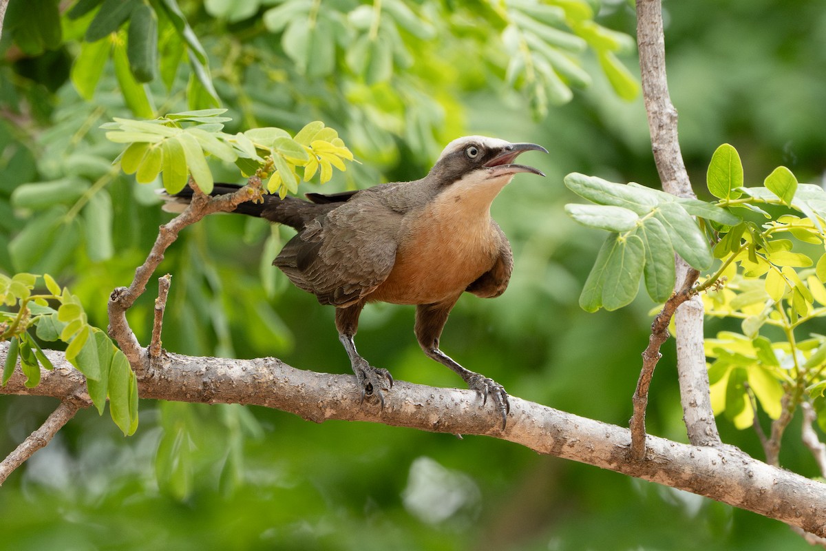Gray-crowned Babbler - ML641097802