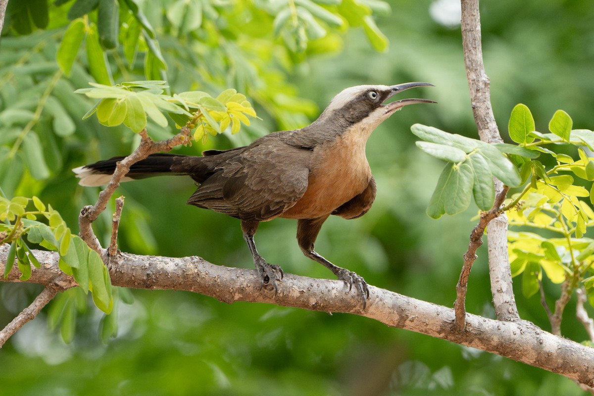 Gray-crowned Babbler - ML641097803