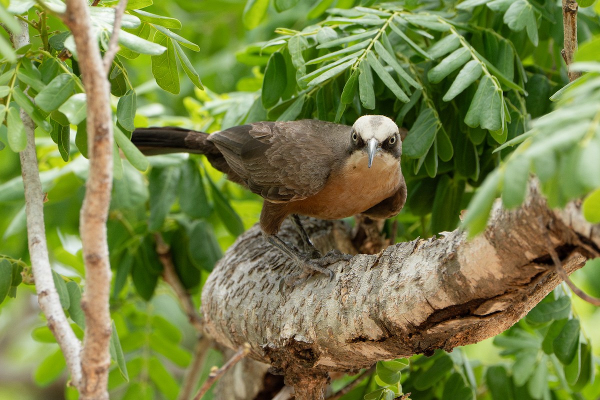 Gray-crowned Babbler - ML641097804
