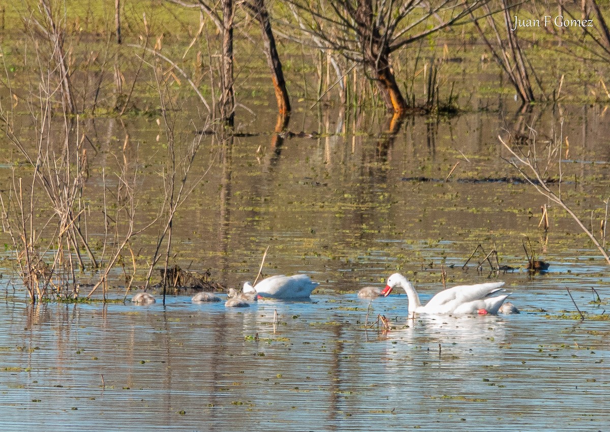 Coscoroba Swan - ML641097806