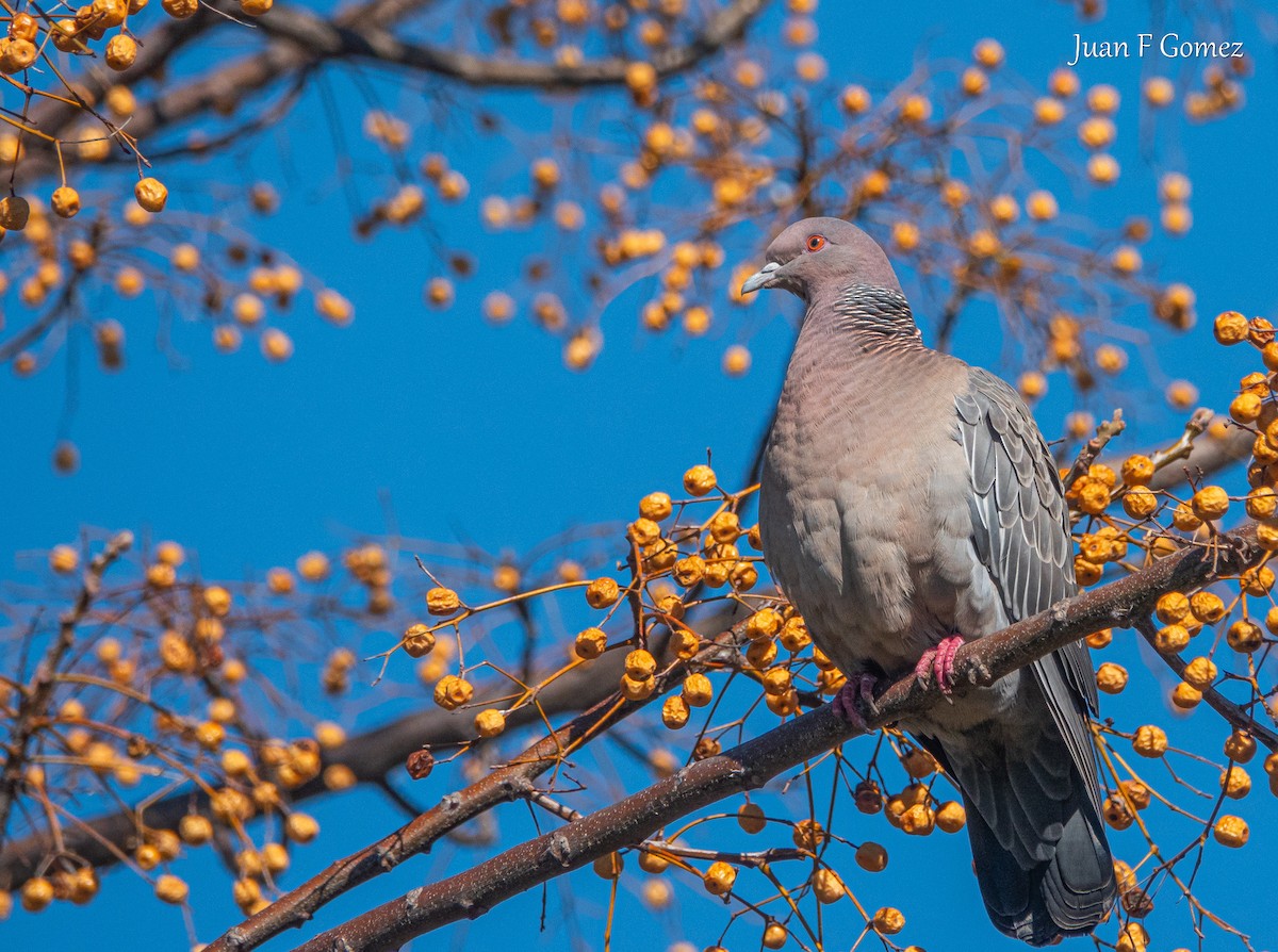 Picazuro Pigeon - ML641097807