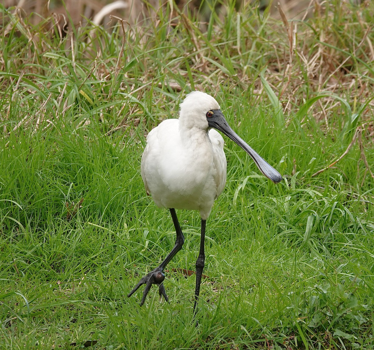 Royal Spoonbill - ML641097820