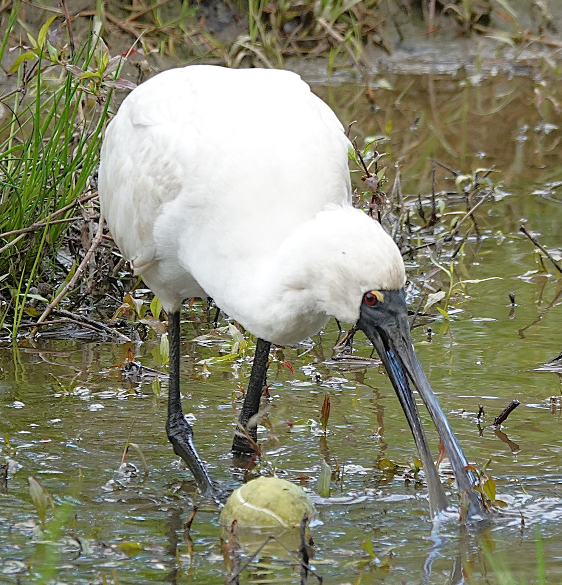 Royal Spoonbill - ML641097822