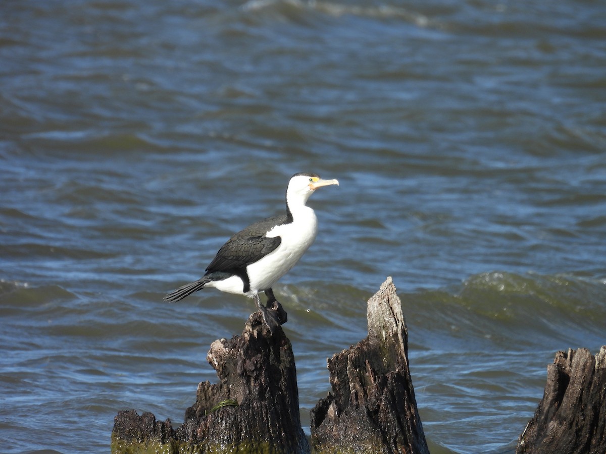 Pied Cormorant - ML641097838