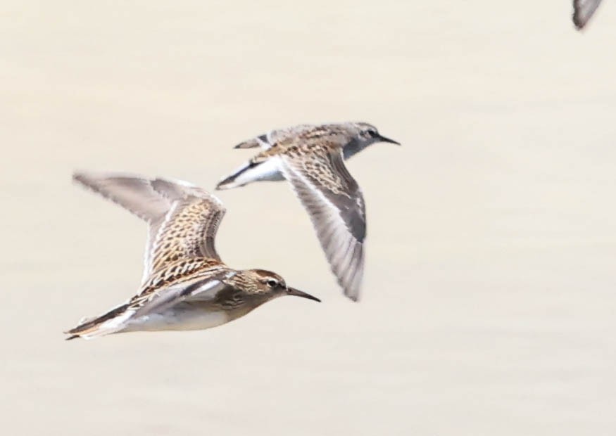 Least Sandpiper - ML641097841