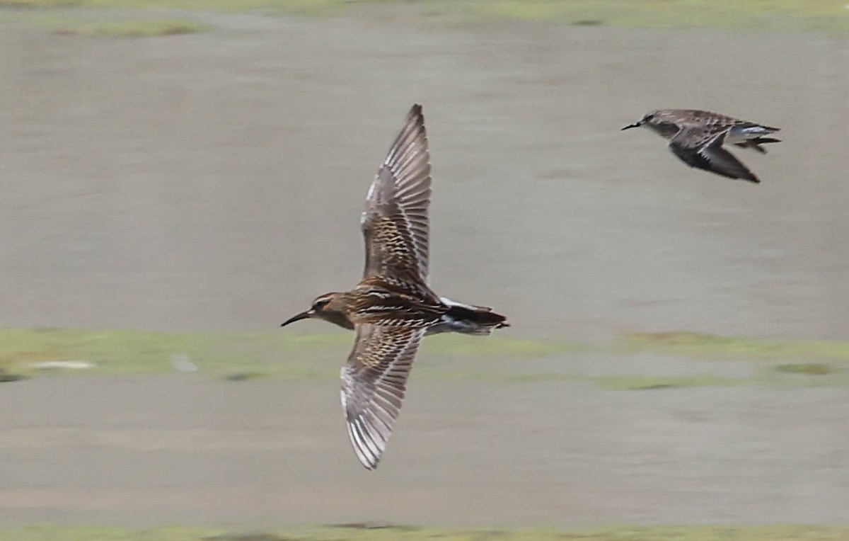 Least Sandpiper - ML641097867
