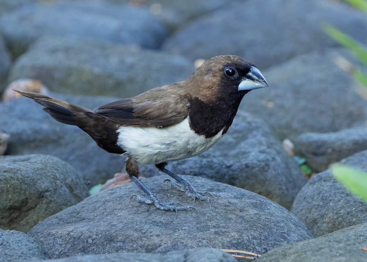 Javan Munia - ML641097869