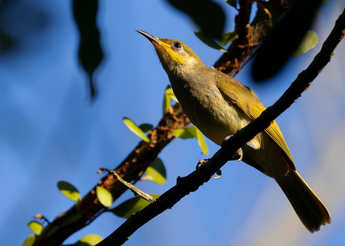 Brown Honeyeater - ML641097881