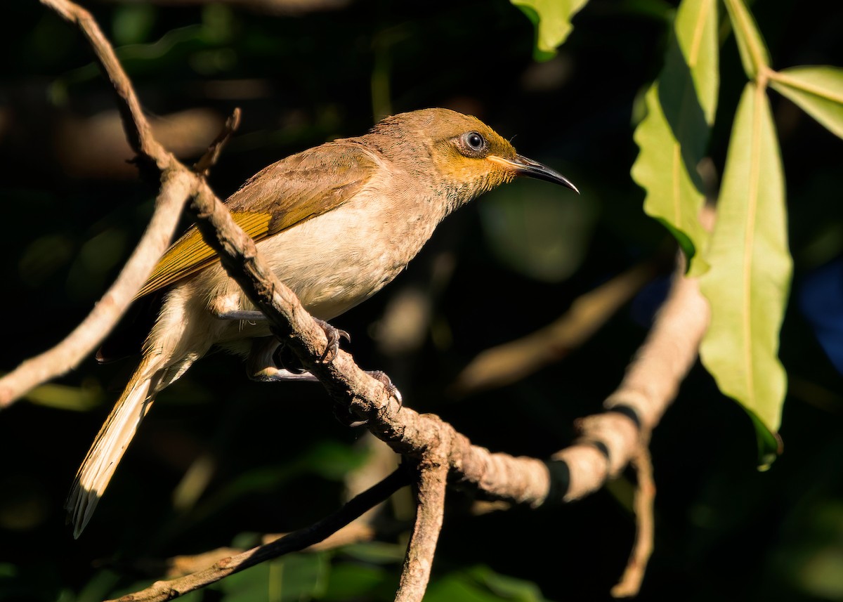 Brown Honeyeater - ML641097882